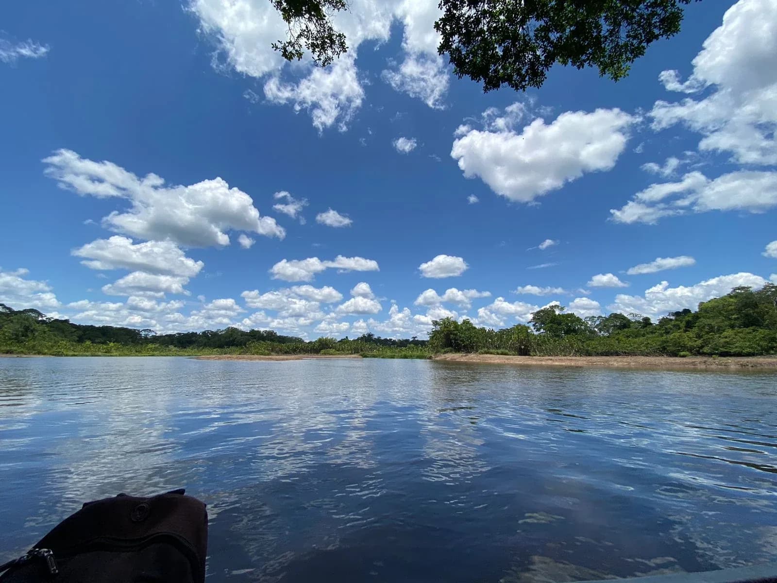 Rainforest canopy in the Ecuadorian Amazon