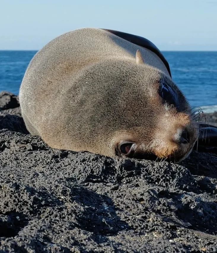 Sea lion on a Galápagos Islands beach