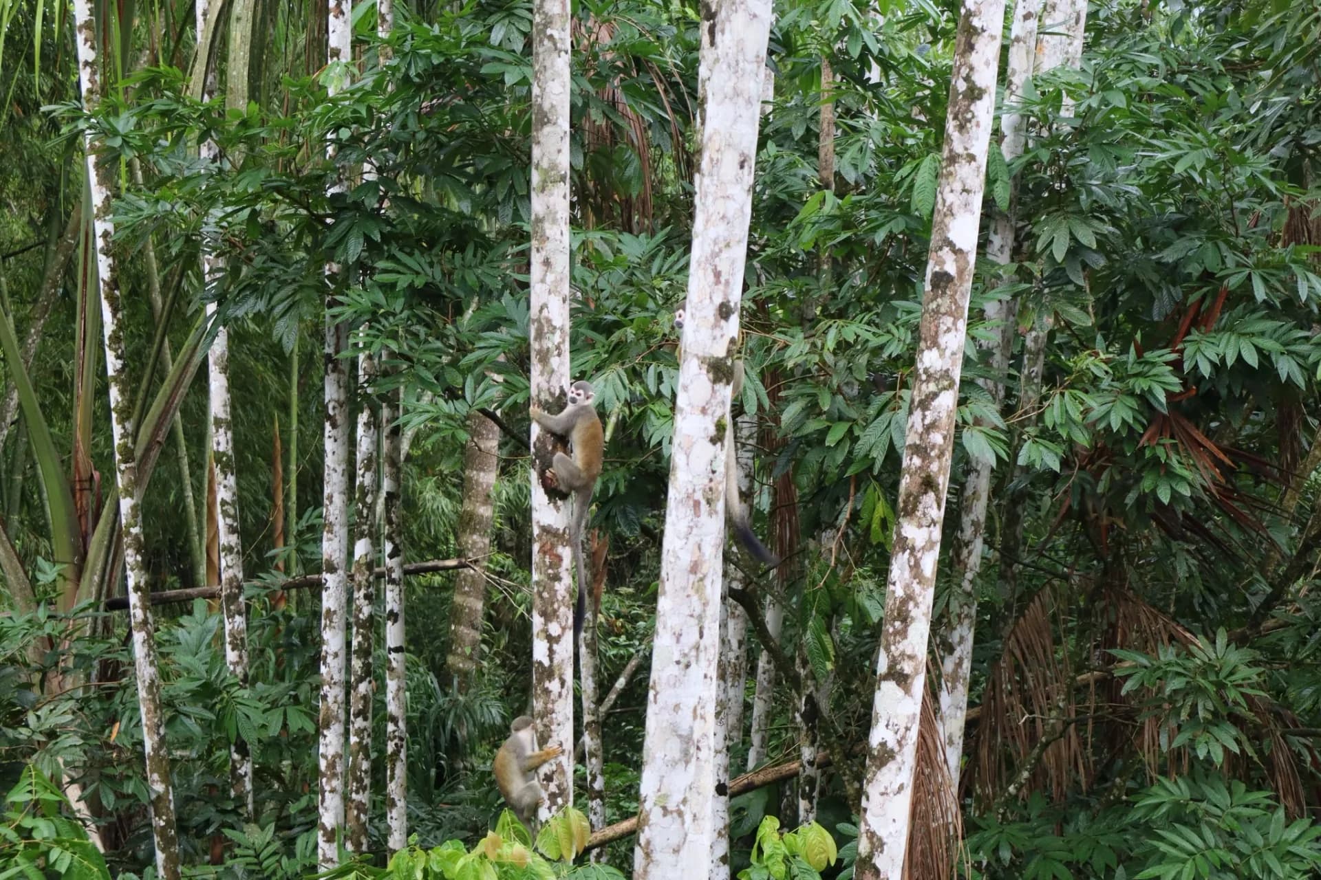 Yasuni Jungle Tour, 4 Days