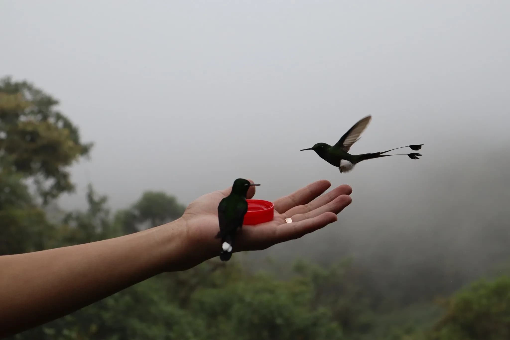 Mindo Tour: Cloud Forest Trip, 3 Days