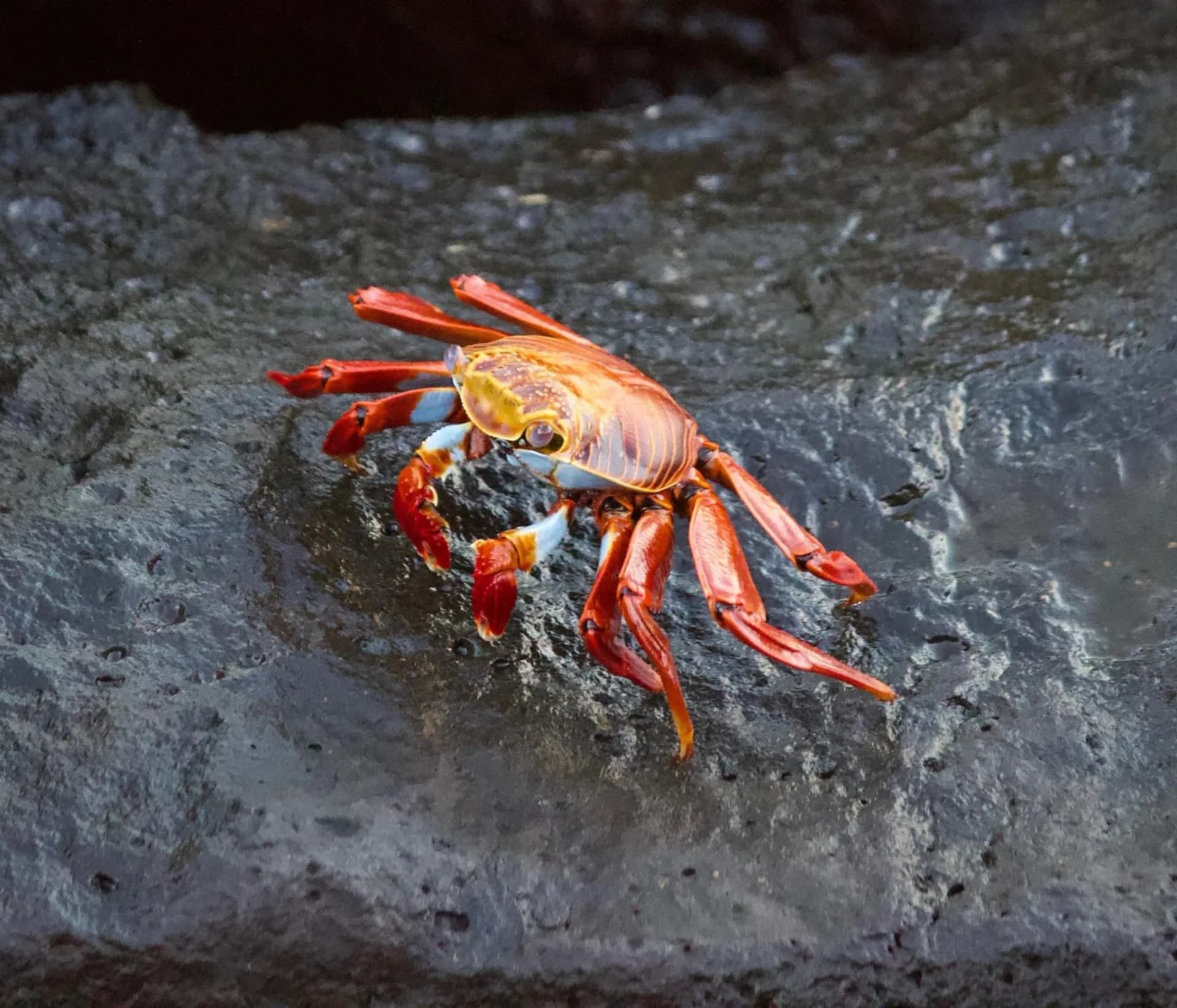Santa Cruz and Santa Fe Island Tour